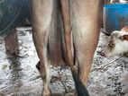 Farm Cow