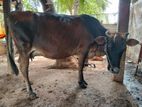 பசு கன்று