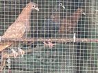 Pigeon