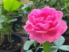 Jaffna Rose Plant