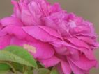 Jaffna rose plant
