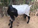 Goat (Eluwa)