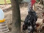 Velladiyan Rooster