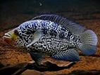 Jaguar Cichlid Fish