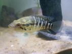 Jaguar Cichlid Fish