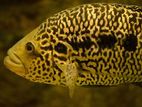 Jaguar Cichlid Fish