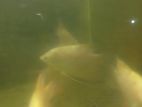 Gura Fish
