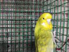 Giant Female
