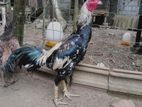 Jala Rooster