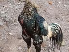 Jala Rooster