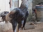 Jala Rooster