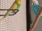 Love Bird