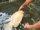 Jam Gourami 5000i