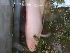 jam gourami (albino)