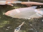Jam Gourami