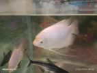 Jam Gourami Fish