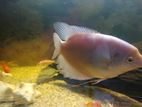 Jam Gourami Fish