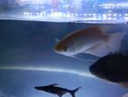 Jam Gourami Fish