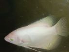 Jam Gourami Fish