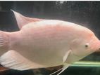 Jam Gourami