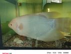 Jam Gurami Fish