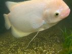 Jam Gurami Fish
