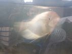 Jam Gurami Fish