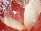 Jam Gurami Fish
