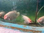Jam Gurami Fish