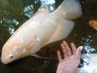 Jam Gurami Fish