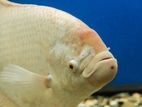 Gam Gourami Fish