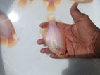 Jam Gurami Fish