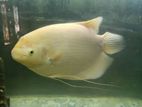 Jam Gurami Fish