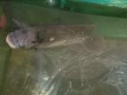 Jam Gurami Fish