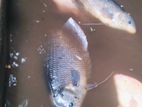 Jam Gourami Fish