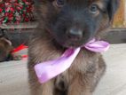 German Shepherd Puppy