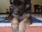 German Shepherd Puppy