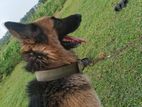 German Shepherd Dog