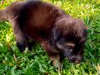 Germen Shepherd Puppies