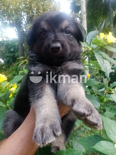 German Shepherd Puppy for Sale in Alawwa | ikman