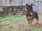 German Shepherd Puppies