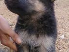 German Shepard Dog