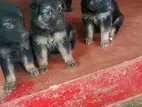 German Shepherd Puppies