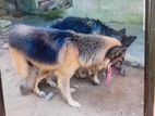 German Shepherd Dog