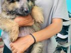 German Shepherd Puppies