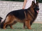 jaman shepad dog for crossing