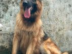 jaman shepherd dog crossing