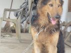German Shepherd