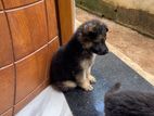 German Shepherd Puppy