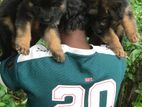 German Shepherd Puppies